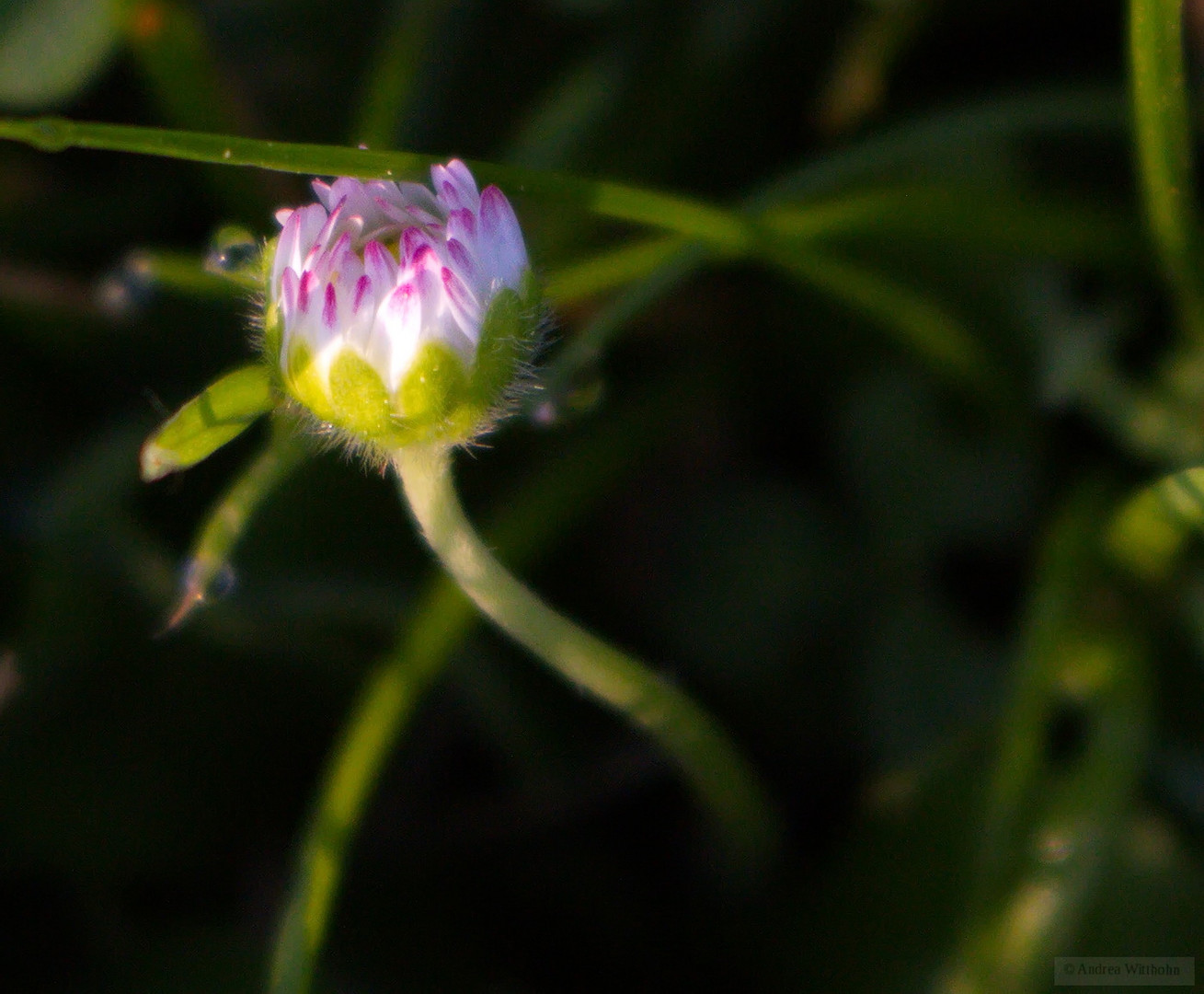 Gänseblümchen im ersten Morgenlicht