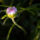 Gänseblümchen im ersten Morgenlicht