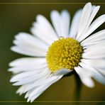 Gänseblümchen im Februar