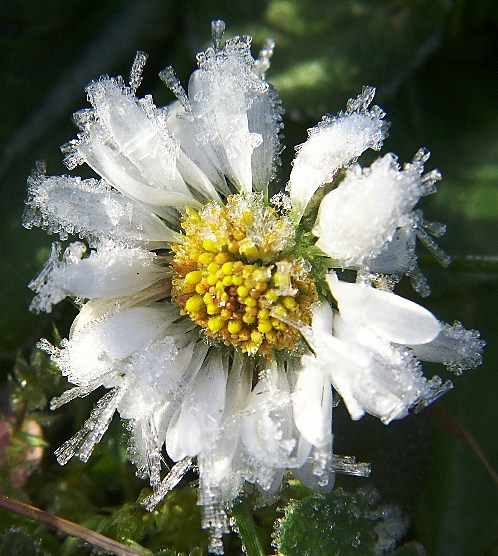 Gänseblümchen im Februar