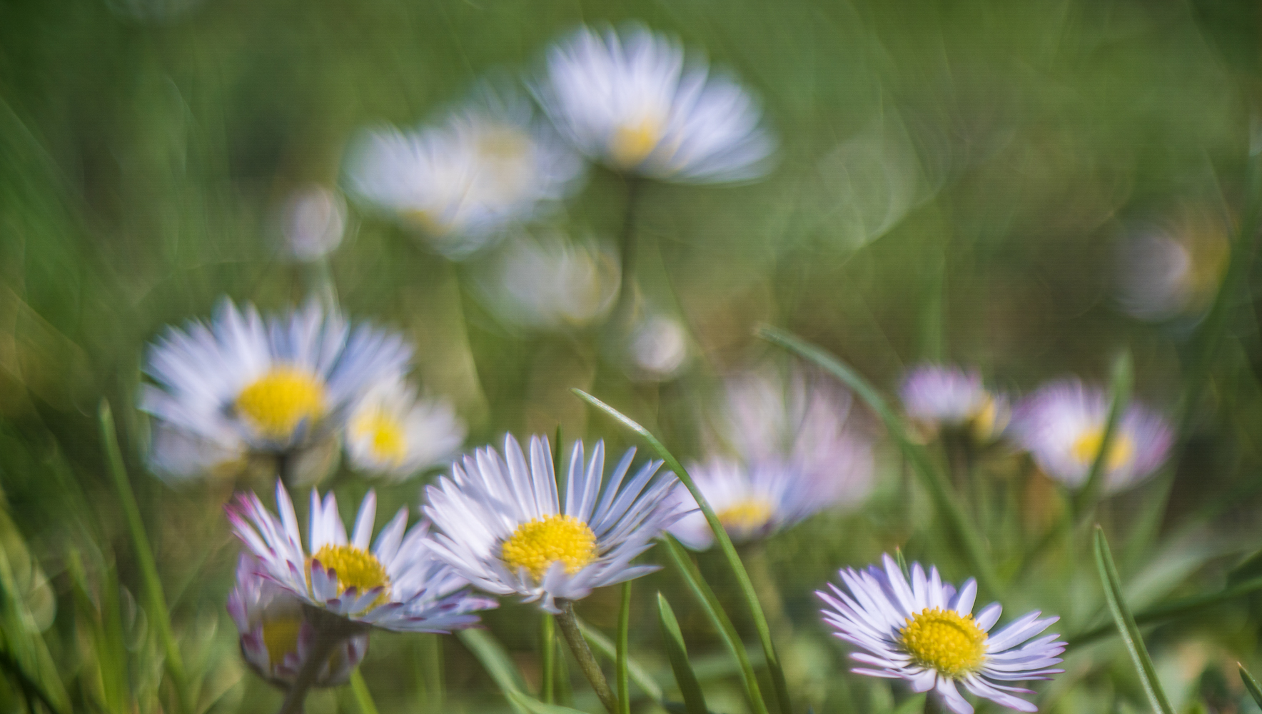 Gänseblümchen im Freelensing