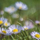 Gänseblümchen im Freelensing