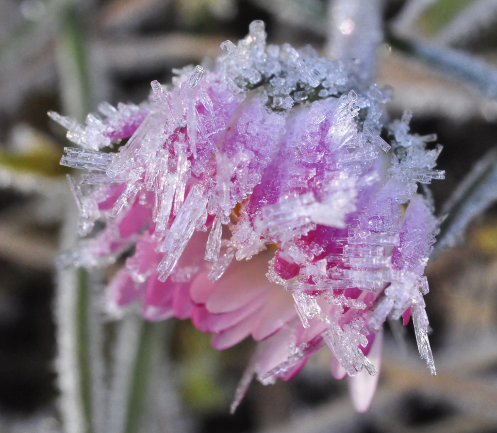 Gänseblümchen im Frostkleid