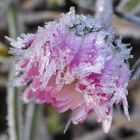 Gänseblümchen im Frostkleid