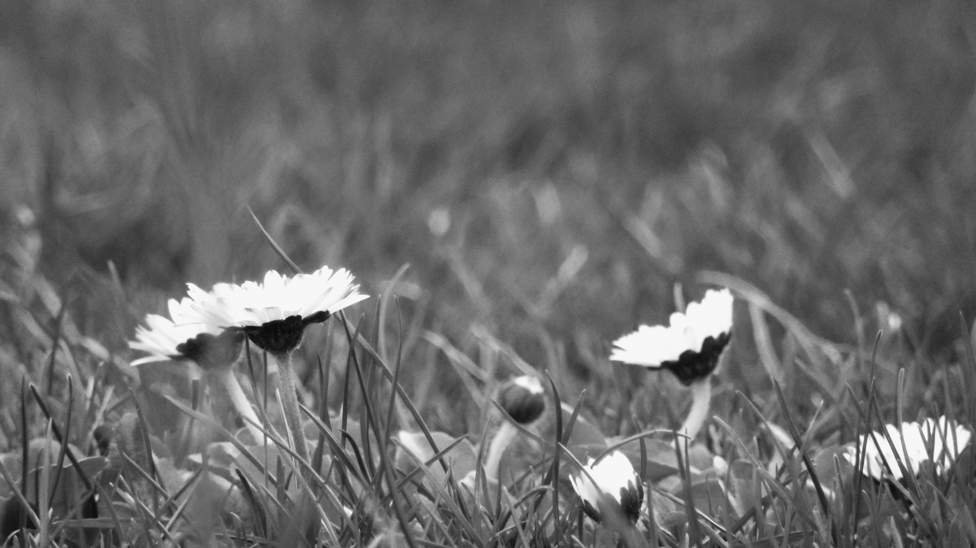 Gänseblümchen im Frühjahr