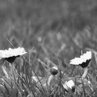 Gänseblümchen im Frühjahr