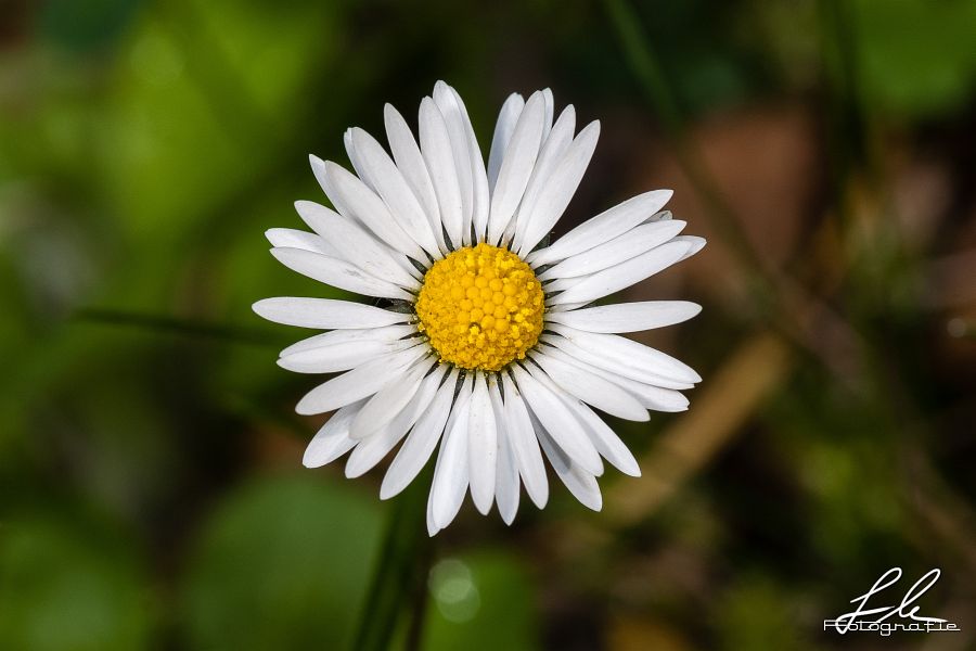 Gänseblümchen im Frühling