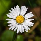 Gänseblümchen im Frühling