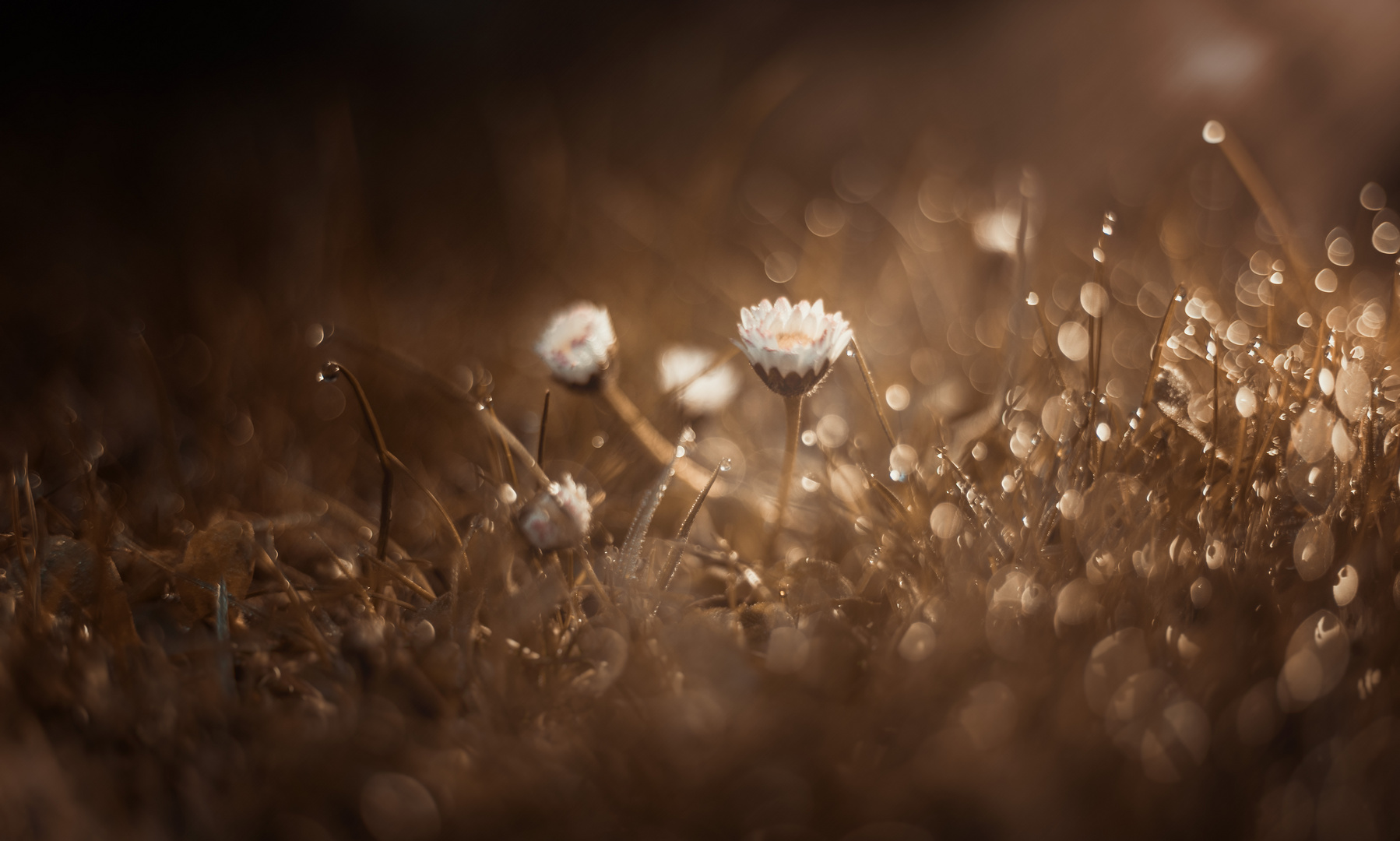 Gänseblümchen im Frühling