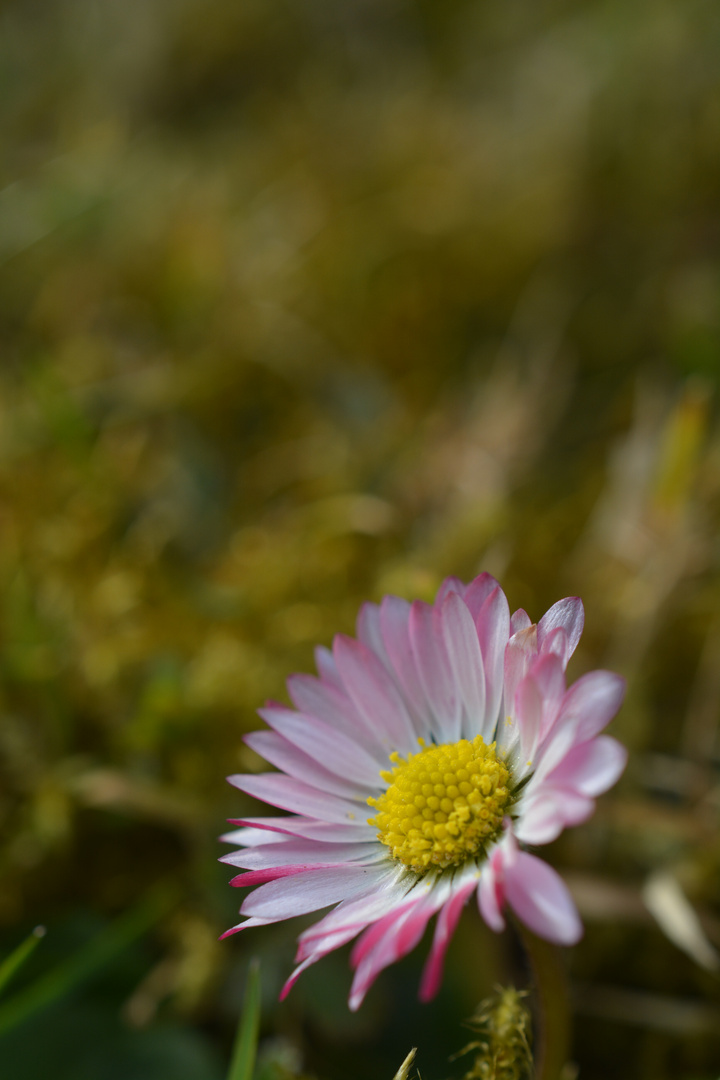 Gänseblümchen im Frühling