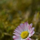 Gänseblümchen im Frühling