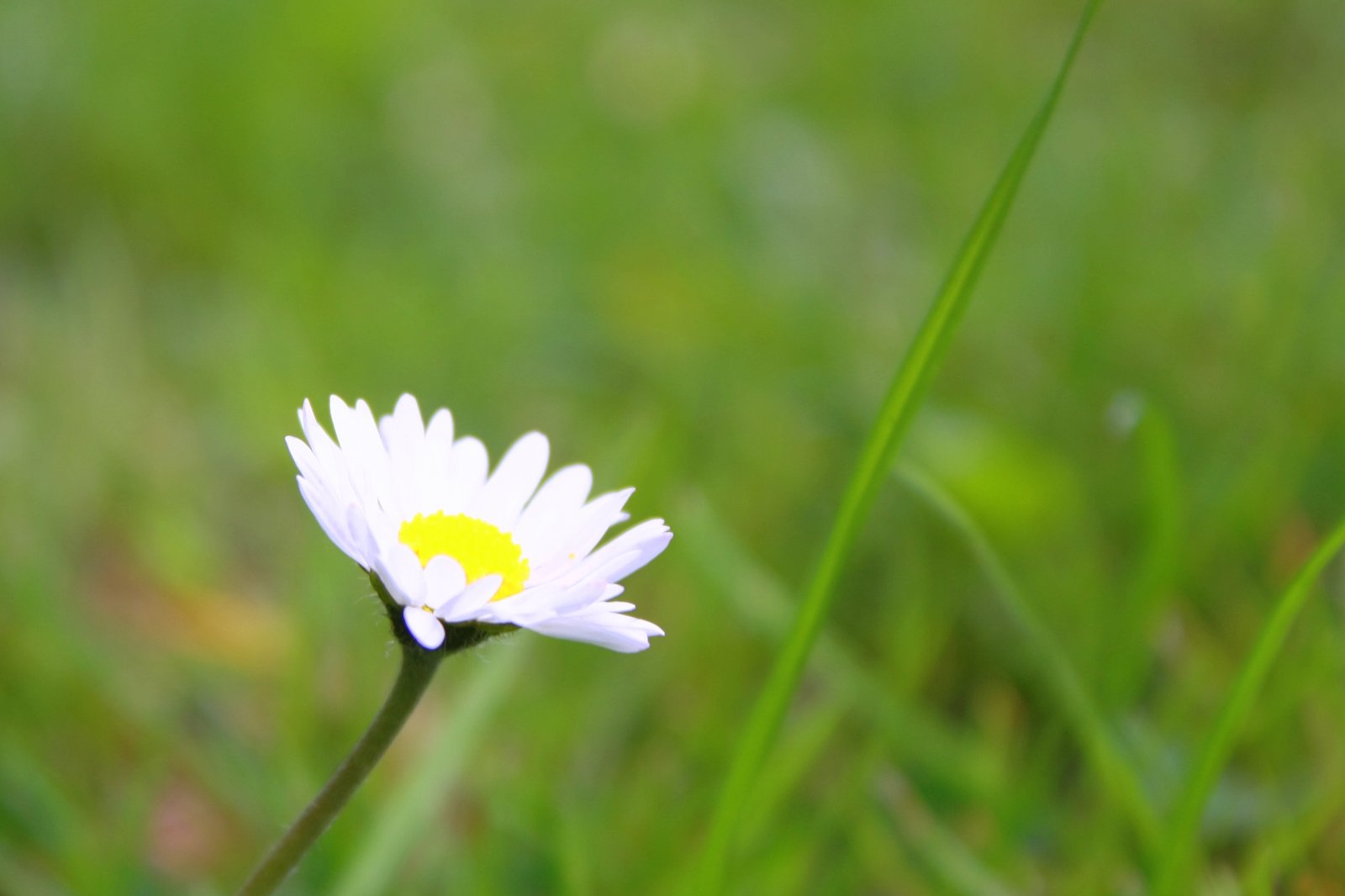 Gänseblümchen im Frühling