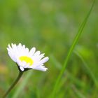 Gänseblümchen im Frühling