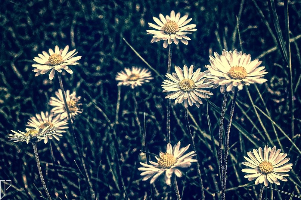 Gänseblümchen im Garten