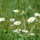 Gänseblümchen im Garten