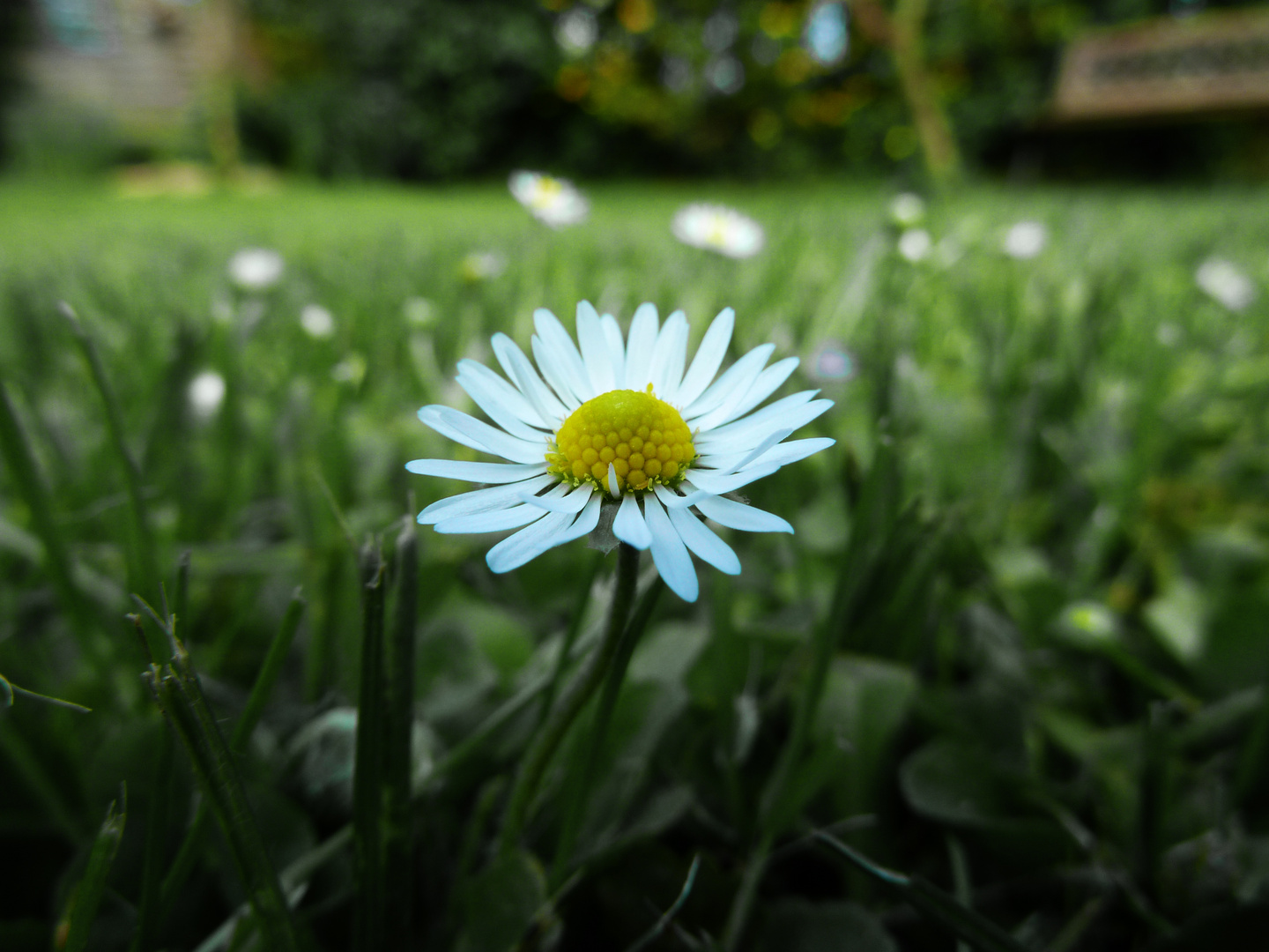 Gänseblümchen im Garten