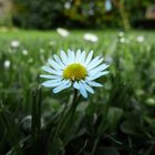 Gänseblümchen im Garten