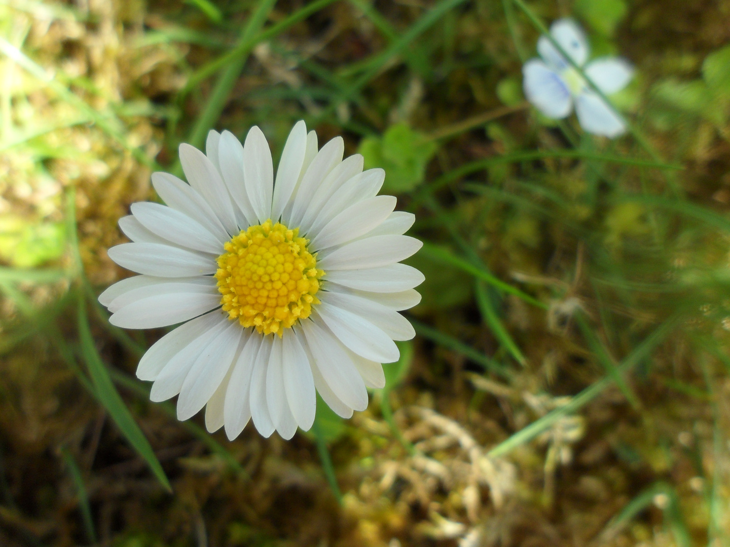 Gänseblümchen im Garten