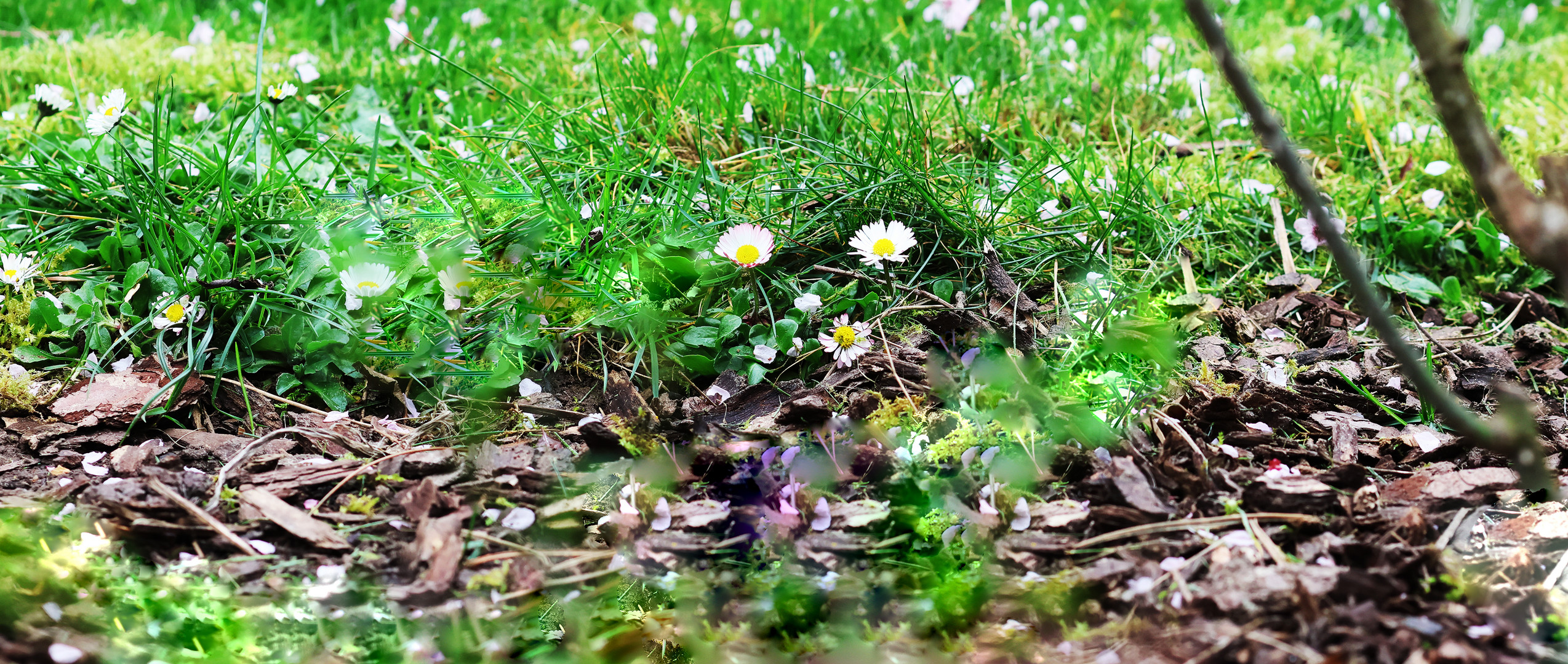 Gänseblümchen im Garten