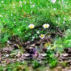 Gänseblümchen im Garten