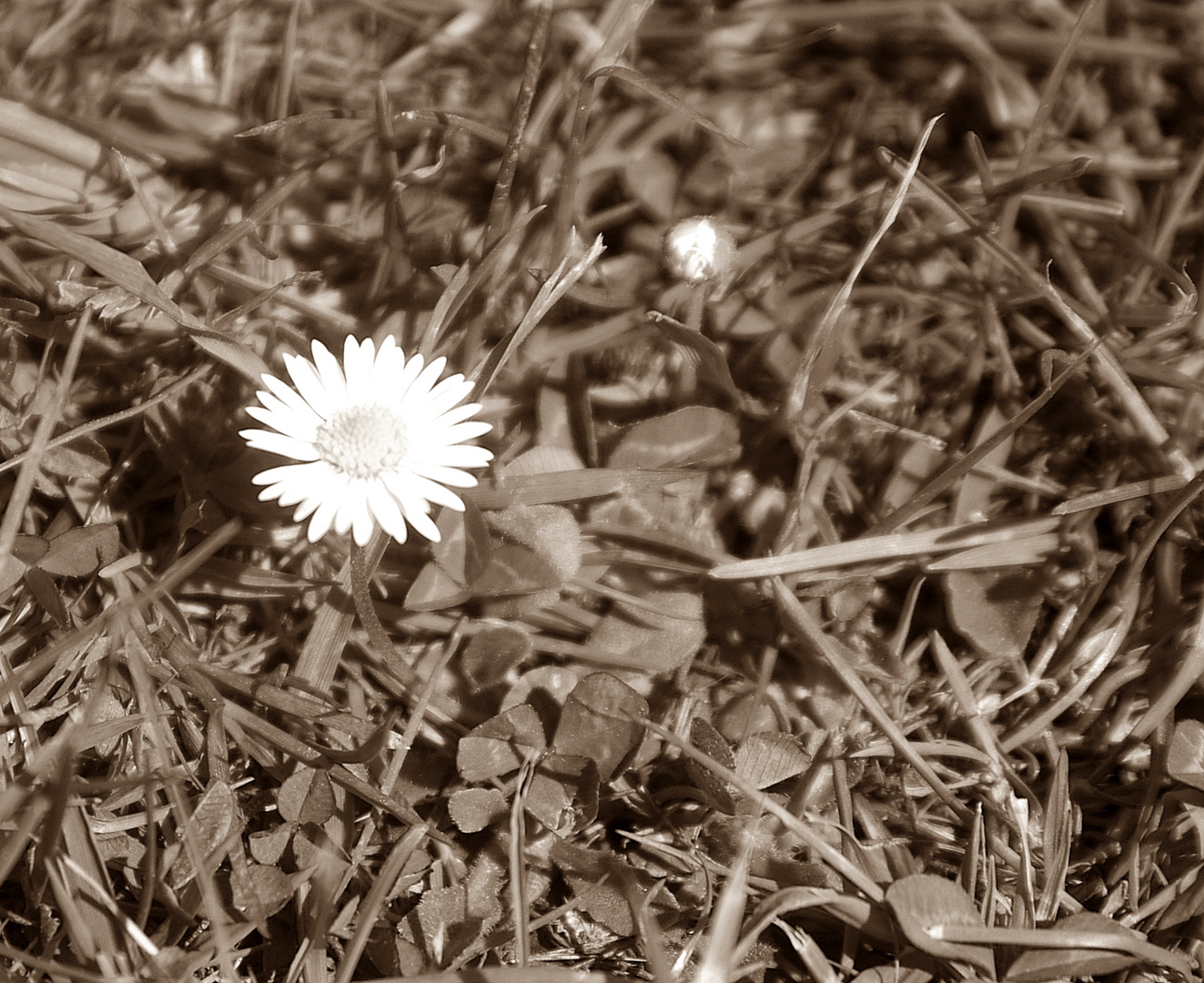 Gänseblümchen im Garten