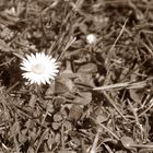 Gänseblümchen im Garten