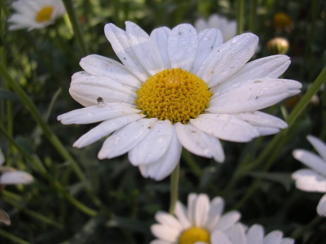 Gänseblümchen im Garten meiner Freundin