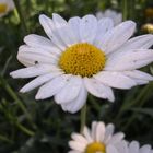 Gänseblümchen im Garten meiner Freundin