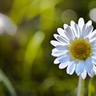 Gänseblümchen im Gegenlicht