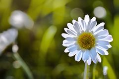 Gänseblümchen im Gegenlicht