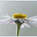 Gänseblümchen im Gegenlicht