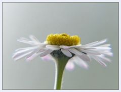 Gänseblümchen im Gegenlicht