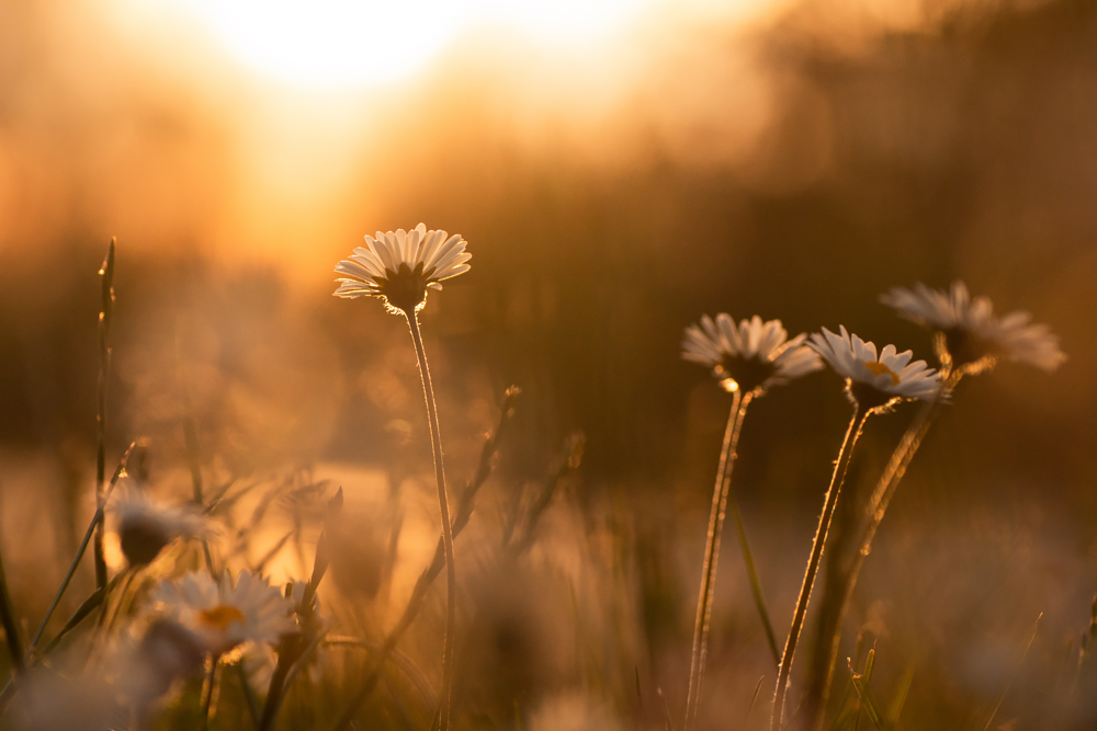 GÄNSEBLÜMCHEN IM GEGENLICHT - MAKROTIPP