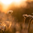 GÄNSEBLÜMCHEN IM GEGENLICHT - MAKROTIPP