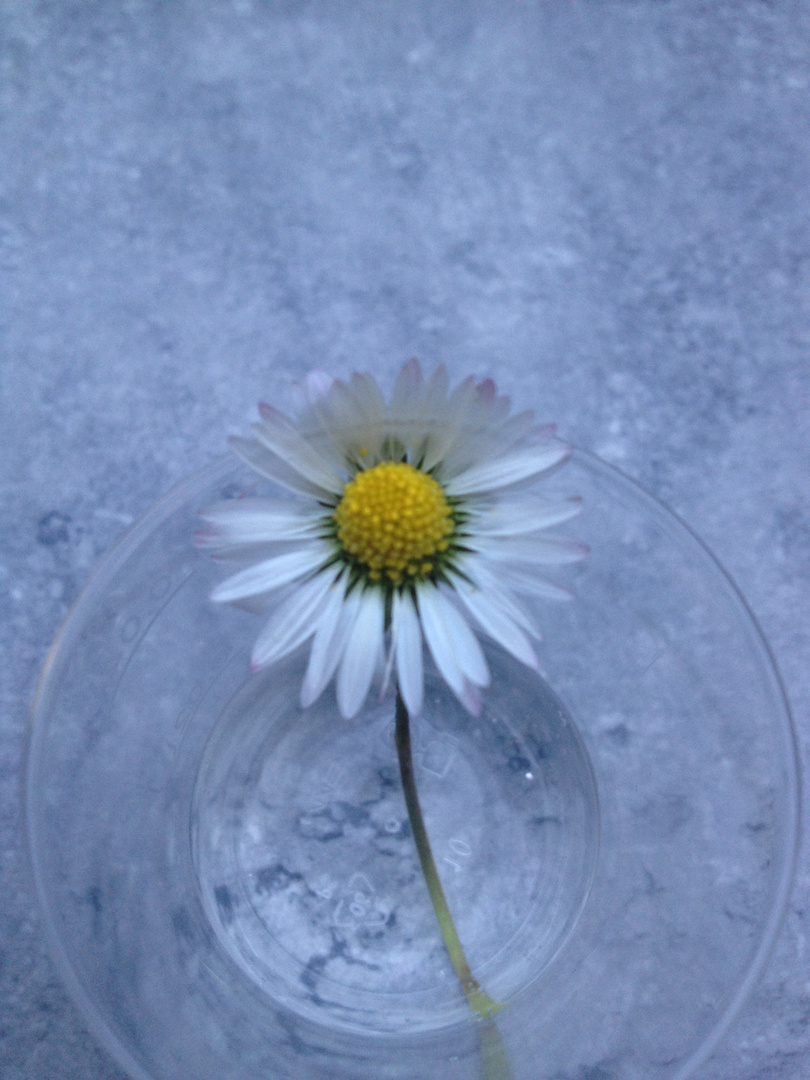 Gänseblümchen im Glas