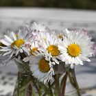 Gänseblümchen im Glas 