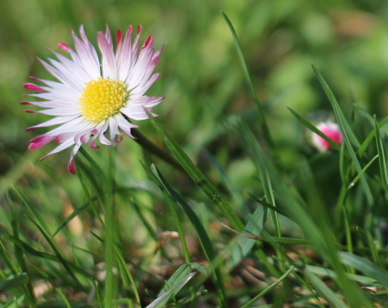 Gänseblümchen im Gras