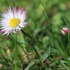 Gänseblümchen im Gras