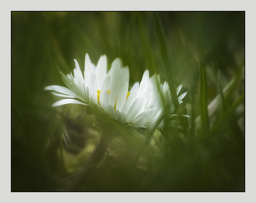 Gänseblümchen, im Gras versteckt.