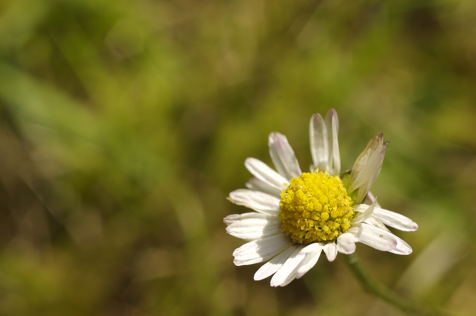 Gänseblümchen im Grasmeer...