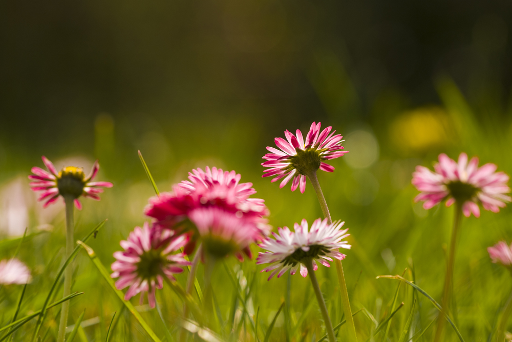 Gänseblümchen im heimischen Garten