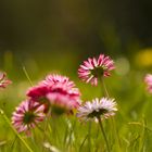 Gänseblümchen im heimischen Garten