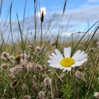 Gänseblümchen im Herbst