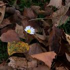 Gänseblümchen im Herbst