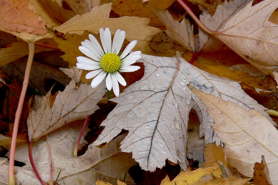 Gänseblümchen im Herbstlaub