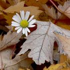 Gänseblümchen im Herbstlaub