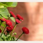 Gänseblümchen im Holländerviertel 