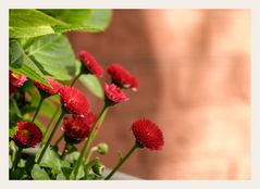 Gänseblümchen im Holländerviertel 