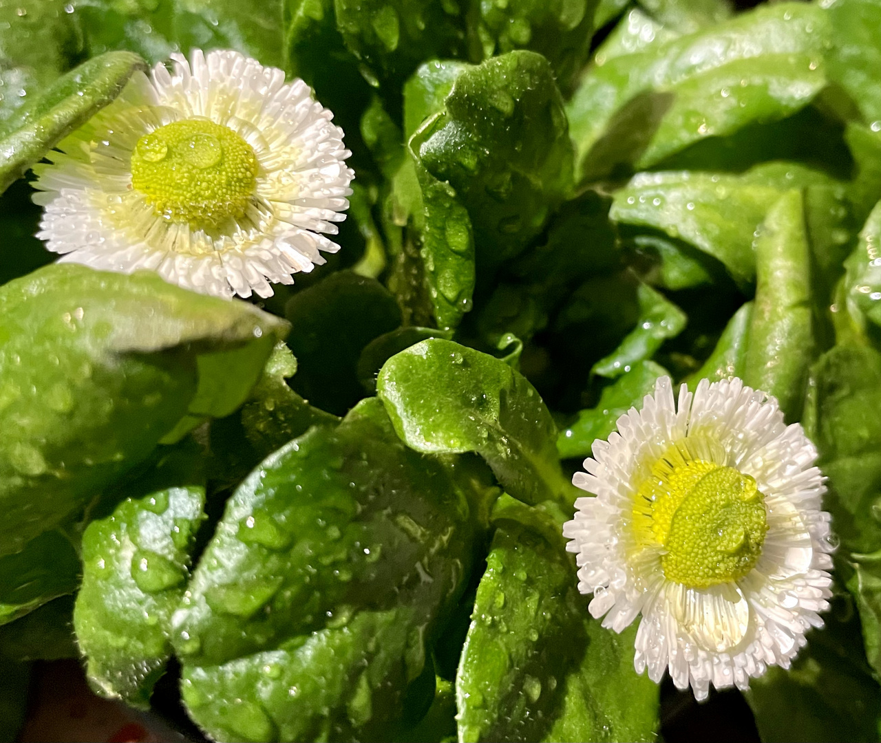 Gänseblümchen im Januar