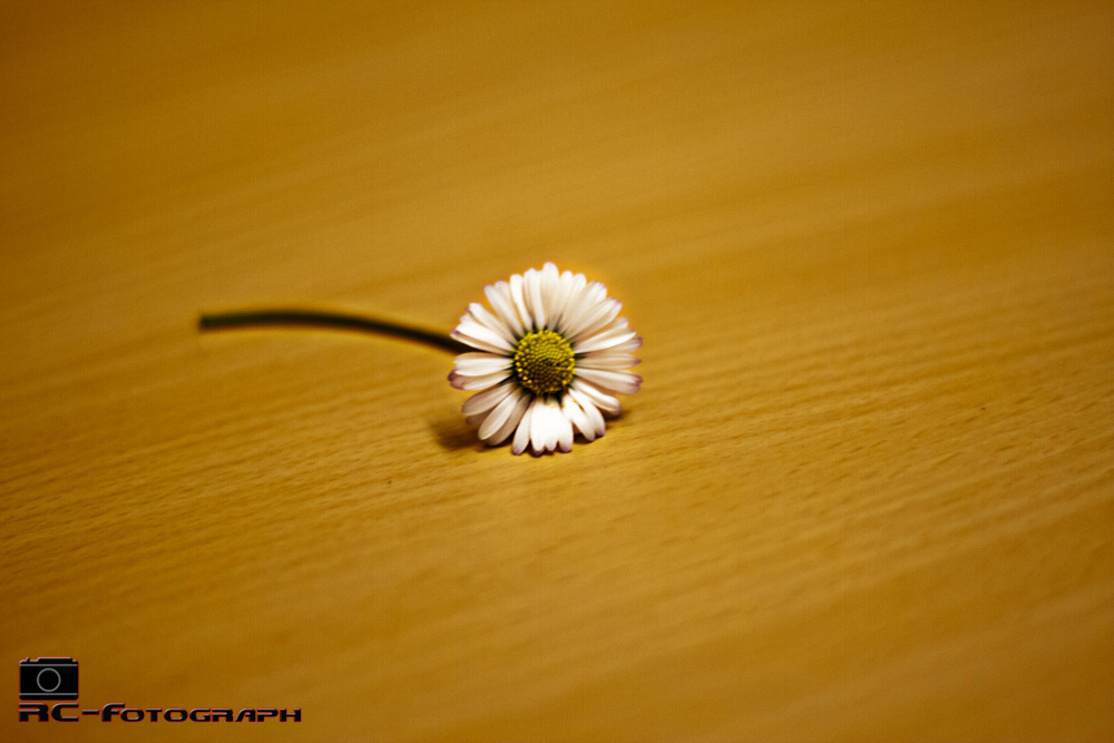 Gänseblümchen im Januar